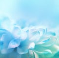 Soft focus flower background with copy space. Royalty Free Stock Photo