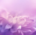 Soft focus flower background. Made with lensbaby Royalty Free Stock Photo