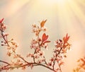 Soft focus on flowering branch of fruit tree Royalty Free Stock Photo