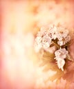 Soft focus on flowering branch Royalty Free Stock Photo