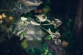 Soft focus of flowers at a field with cobweb