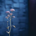 Soft-focus Flowers: A Poetic Landscape In Post-processed Uhd Image