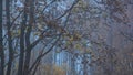 Soft focus foggy morning nature scenic view bare branches foliage landscape outdoor