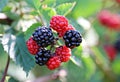 Soft focus of fresh blackberries on a bush at a garden Royalty Free Stock Photo