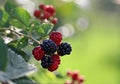 Soft focus of fresh blackberries on a bush at a garden Royalty Free Stock Photo