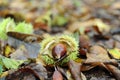 Soft focus of fresh fallen chestnut and its prickly shell on the forest floor Royalty Free Stock Photo