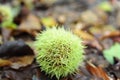 Soft focus of fresh fallen chestnut prickly chestnut shell on the forest floor Royalty Free Stock Photo