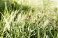 Soft focus, fresh green grass with dew drops in the early morning, solar lighting Royalty Free Stock Photo