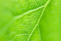 Soft focus. Fresh green leaf of a tree, closeup texture. Royalty Free Stock Photo