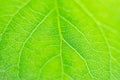 Soft focus. Fresh green leaf of a tree, closeup texture. Royalty Free Stock Photo