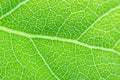 Soft focus. Fresh green leaf of a tree, closeup texture. Royalty Free Stock Photo