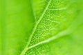 Soft focus. Fresh green leaf of a tree, closeup texture. Royalty Free Stock Photo