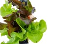 Soft focus of fresh green oak and red oak lettuce isolated on white background. Royalty Free Stock Photo