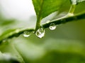 Soft focus fresh leaf with rain drop falling.