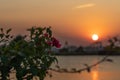 Soft focus of fuchsia bougainvillea flowers against a blurry setting sun in Tuxpan, Veracruz, Mexico Royalty Free Stock Photo