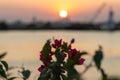 Soft focus of fuchsia bougainvillea flowers against a blurry setting sun in Tuxpan, Veracruz, Mexico