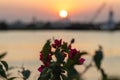 Soft focus of fuchsia bougainvillea flowers against a blurry setting sun in Tuxpan, Veracruz, Mexico Royalty Free Stock Photo