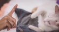 Soft focus Girl playing with cat to Comfort a Sick Cat. Happy kitten