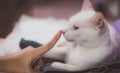 Soft focus Girl playing with cat to Comfort a Sick Cat. Happy kitten