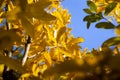 Soft focus of golden pomegranates leaves in autums with blue sky as background