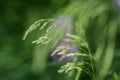 Soft focus grass blowing in the wind Royalty Free Stock Photo