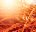 Soft focus grass with drops Royalty Free Stock Photo