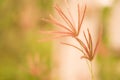 Soft focus Grass Flower abstarct spring ,summer ,autumn nature Royalty Free Stock Photo