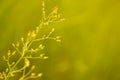 Soft focus Grass Flower abstarct spring ,summer ,autumn nature Royalty Free Stock Photo