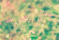 Soft focus Grass Flower abstract autumn ,spring background Royalty Free Stock Photo