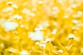 Soft focus grass flower background filter effect Royalty Free Stock Photo