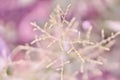 Soft focus   grass flower  blooming  spring nature wallpaper background Royalty Free Stock Photo