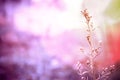 Soft focus grass flower with drops dew pastel color filter eff Royalty Free Stock Photo