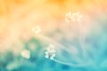 Soft focus Grass Flower  with pastel color filter  effect   spring ,nature  background Royalty Free Stock Photo