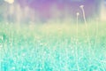 Soft focus Grass Flower pastel color filter effect spring ,na Royalty Free Stock Photo