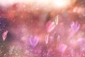 Soft focus grass flower in purple vintage tone with glitter light Royalty Free Stock Photo