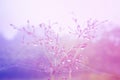 Soft focus grass flower purple and violet filter effect Royalty Free Stock Photo