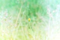 Soft focus grass flower spring,autumn background Royalty Free Stock Photo