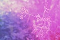 Soft focus grass flower spring  nature wallpaper  abstract background Royalty Free Stock Photo