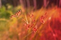 soft focus grass flower spring nature wallpaper abstract background Royalty Free Stock Photo