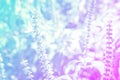 Soft focus grass flower spring ,autumn  nature wallpaper  abstract background Royalty Free Stock Photo