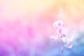 Soft focus grass flower spring ,autumn wallpaper  abstract background Royalty Free Stock Photo