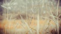 Soft focus grass flower spring nature  relax wallpaper background Royalty Free Stock Photo