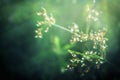 Soft focus of grass flower at sunrise relax nature background Royalty Free Stock Photo