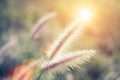 Soft focus of grass flower with sunset light and flare. Vintage Royalty Free Stock Photo