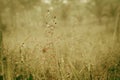 Soft focus grass flowers field with dew drops in sunrise morn Royalty Free Stock Photo