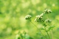 Soft focus white grass  flower blooming spring nature wallpaper   background Royalty Free Stock Photo