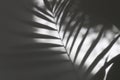 Soft focus gray grain texture black and white refraction wall . Light and shadow smoke abstract copy space background. Palm leaf Royalty Free Stock Photo