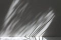 Soft focus gray grain texture black and white refraction wall . Light and shadow smoke abstract copy space background. Palm leaf Royalty Free Stock Photo
