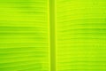 Soft focus green banana leaf with dew drop backgro Royalty Free Stock Photo