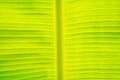 soft focus green banana leaf with dew drop Royalty Free Stock Photo